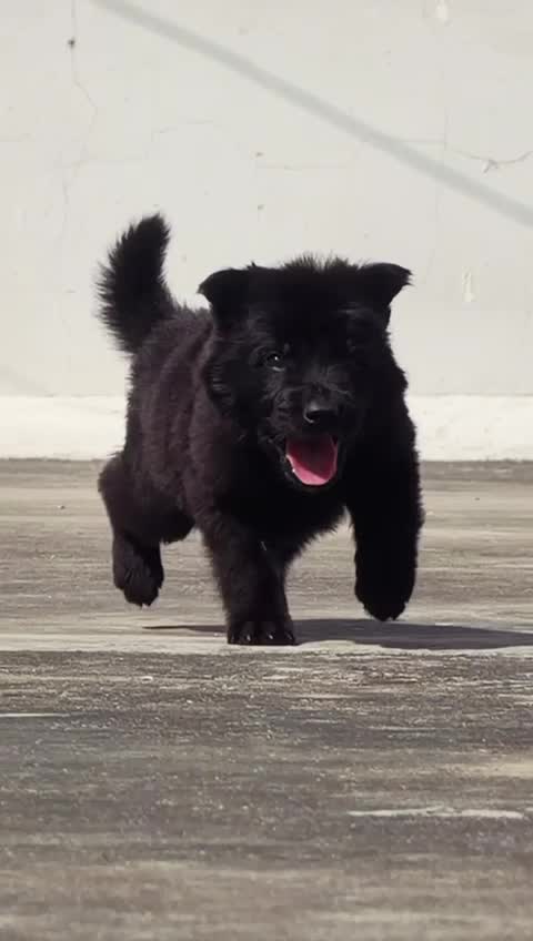 German Shepherd Puppy | Pure White, farm video