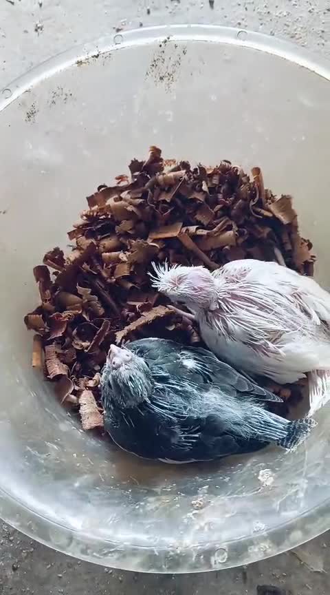 Hedgehogs Babies & Adults, farm video