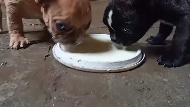 French Bulldog Puppy | White, farm video