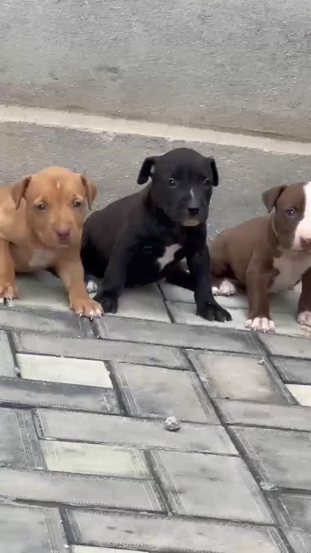 Pitbull Terrier Puppy, farm video
