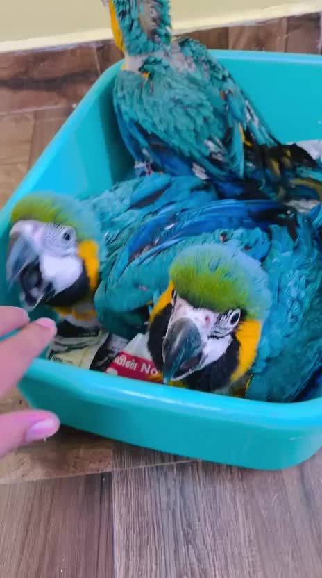 Blue & Gold Macaw, farm video