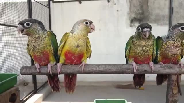Pineapple Headed Conure, farm video