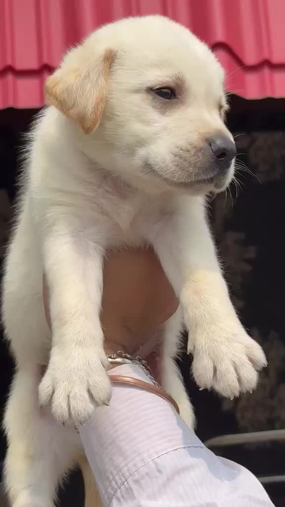 Beagle Black & Tan Puppy, farm video