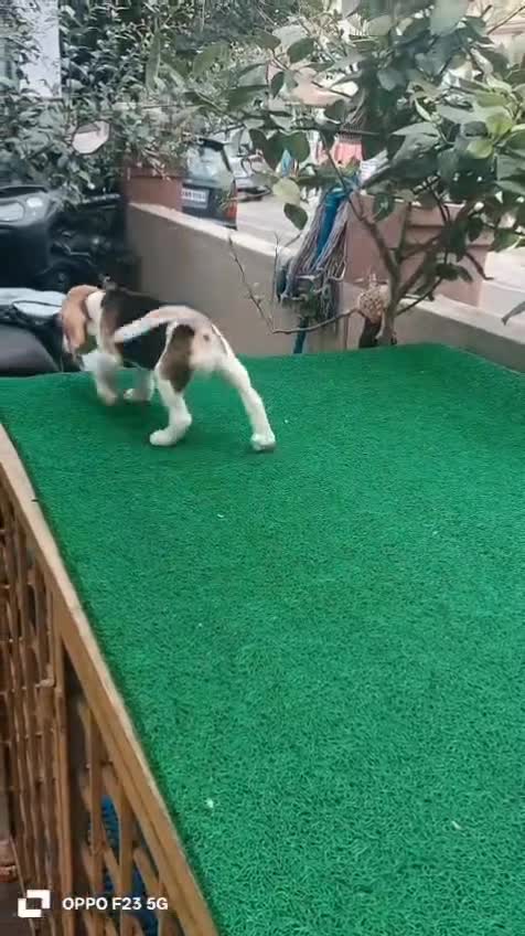 Beagle Black & Tan Puppy, farm video