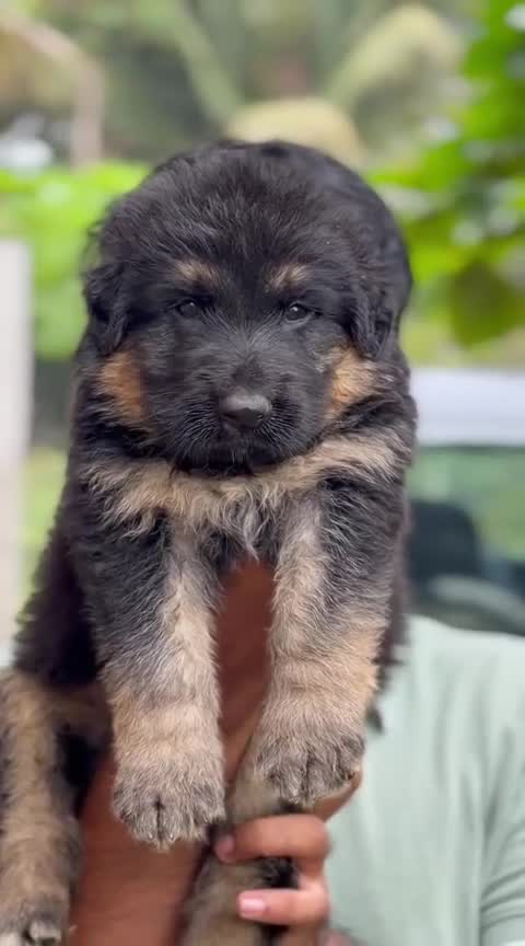 German Shepherd Puppy | Pure White, farm video