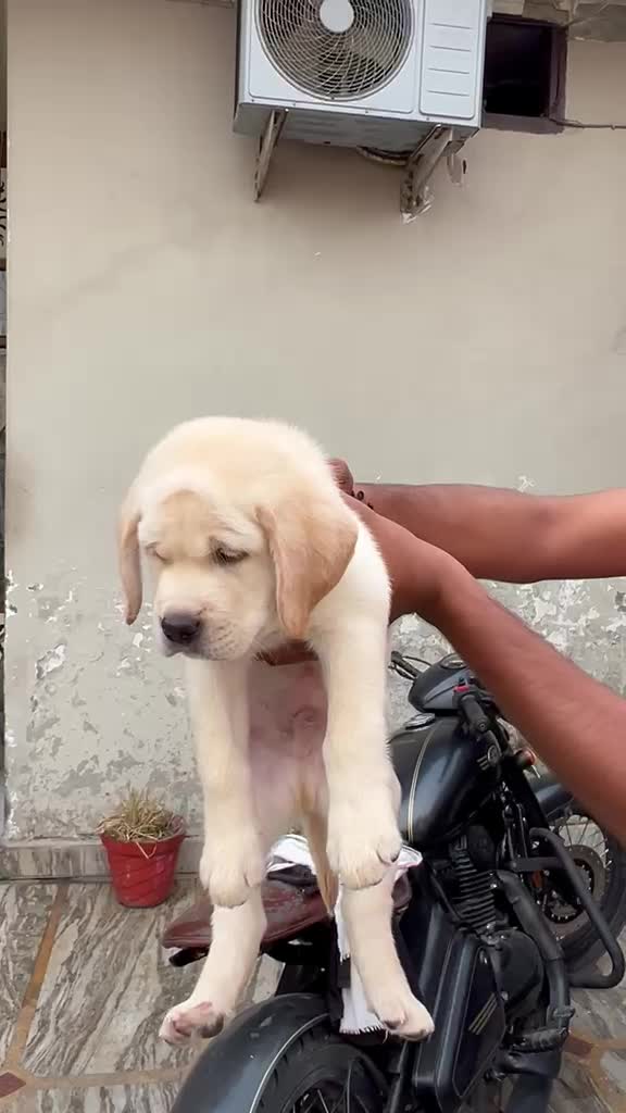 Beagle Black & Tan Puppy, farm video