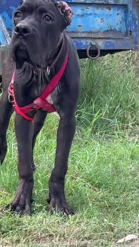 Cane Corso Puppy, farm video