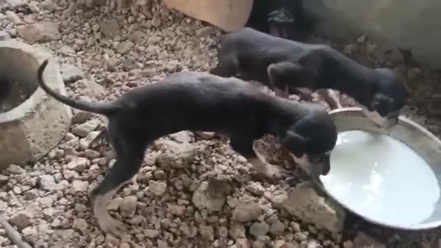 Kanni, farm video