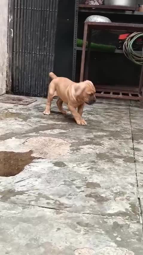Cane Corso Puppy, farm video