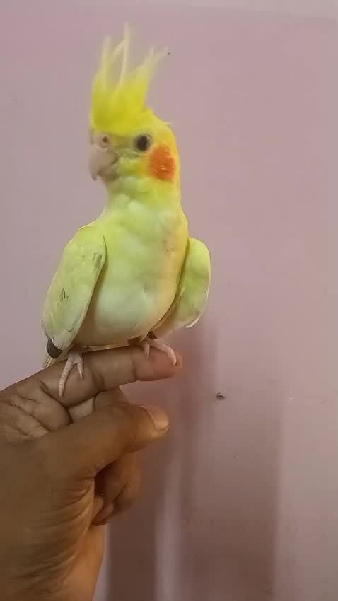 Cockatiel, farm video