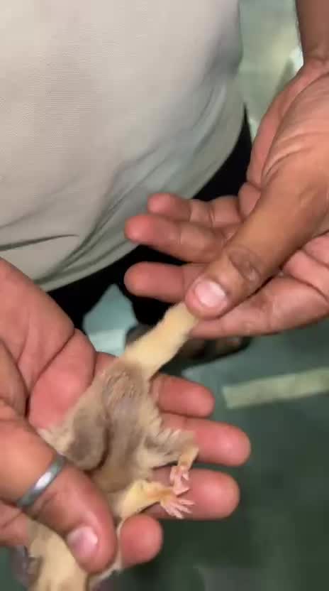 Sugar Glider | Grey, farm video