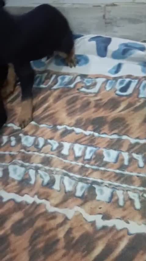 Doberman Pinscher Puppy, farm video