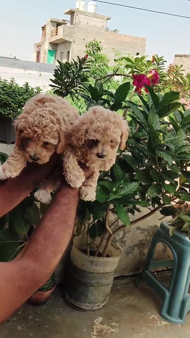 Maltipoo Puppy, farm video