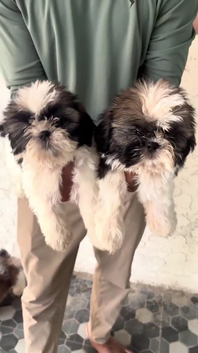 Shih Tzu | Tri Color Puppy, farm video