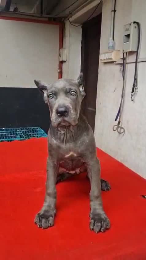 Cane Corso Puppy, farm video