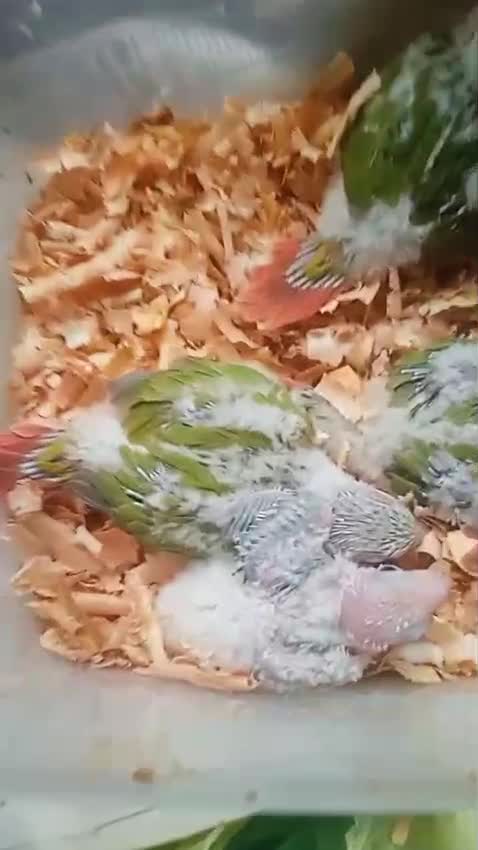 Pineapple Headed Conure, farm video