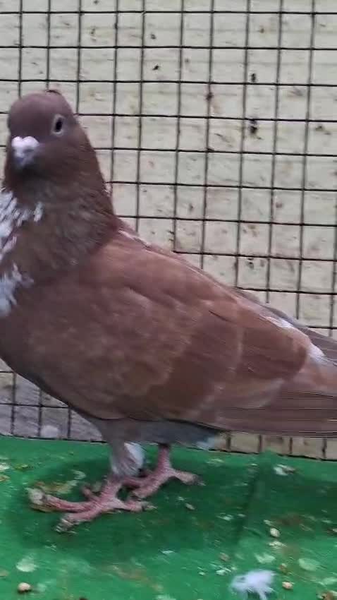 Homer Pigeon, farm video