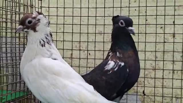 Homer Pigeon, farm video