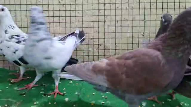 Homer Pigeon, farm video