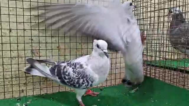 Homer Pigeon, farm video
