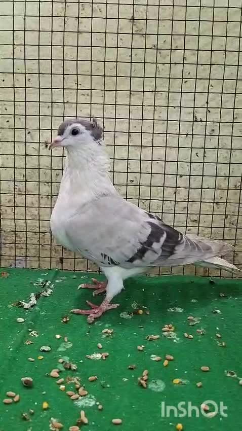 Homer Pigeon, farm video