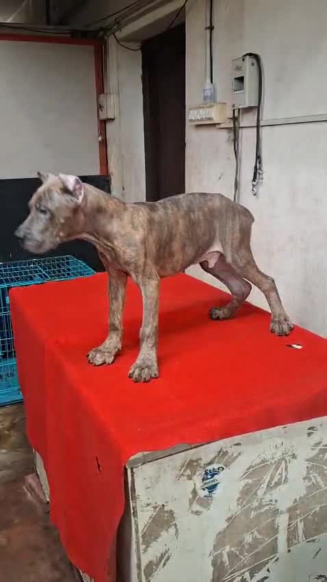 Cane Corso Puppy, farm video
