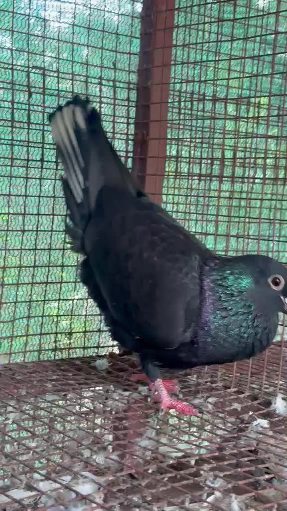 Homer Pigeon, farm video