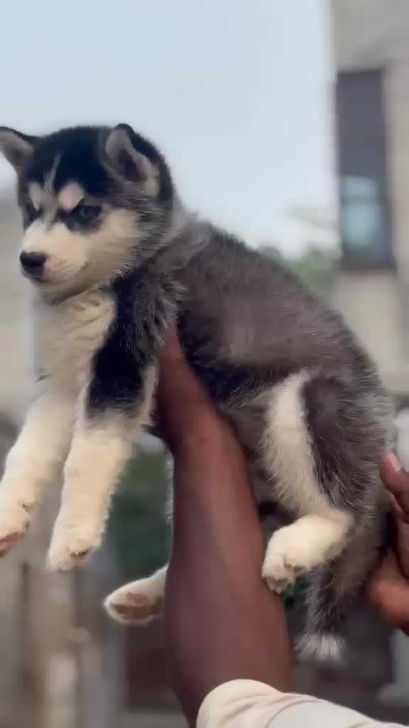 Siberian Husky Puppy | White Color, farm video