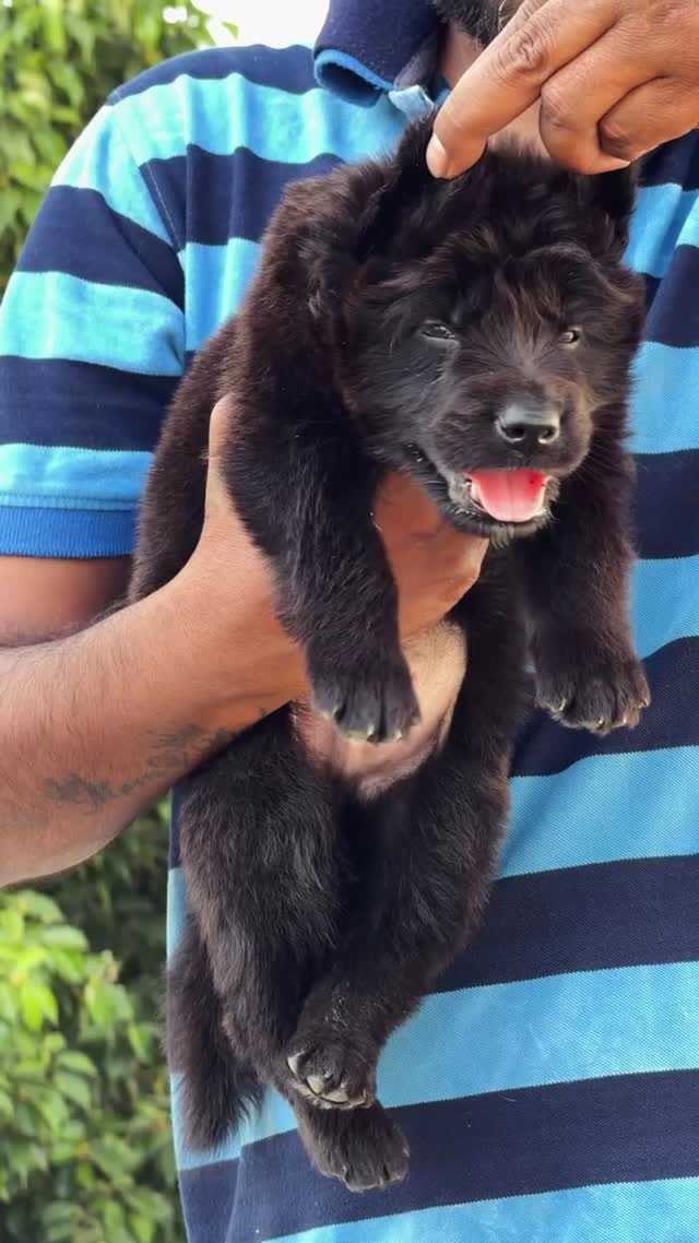 German Shepherd Puppy, farm video
