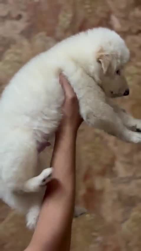 German Shepherd Puppy, farm video