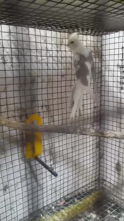 Cockatiel, farm video