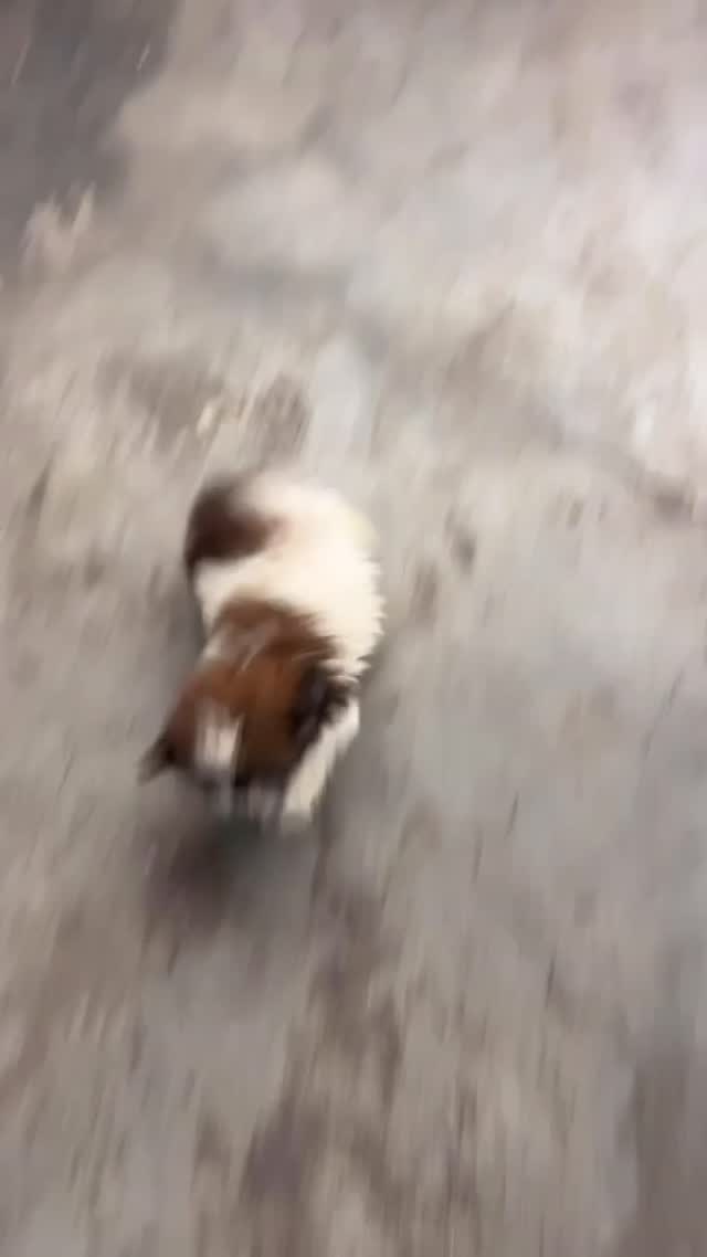 Shih Tzu | Tri Color Puppy, farm video