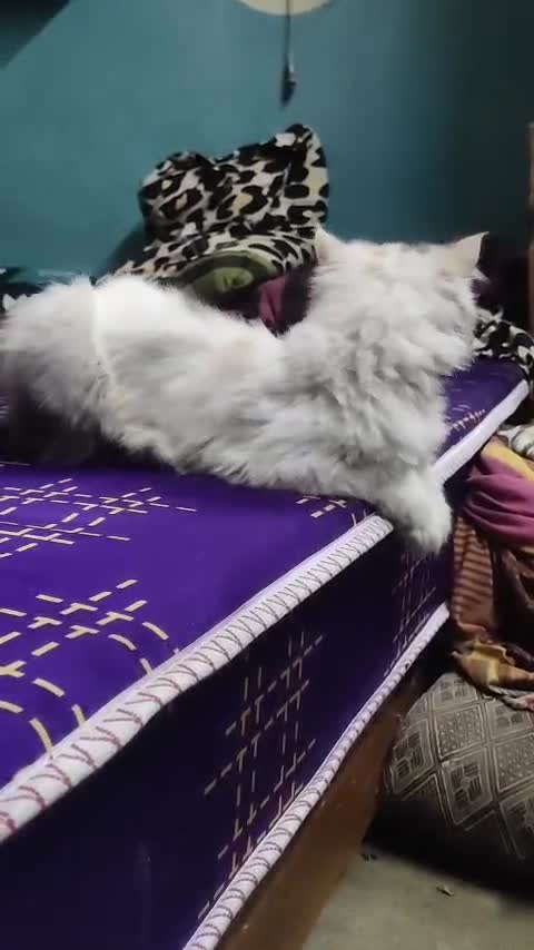 Persian, farm video