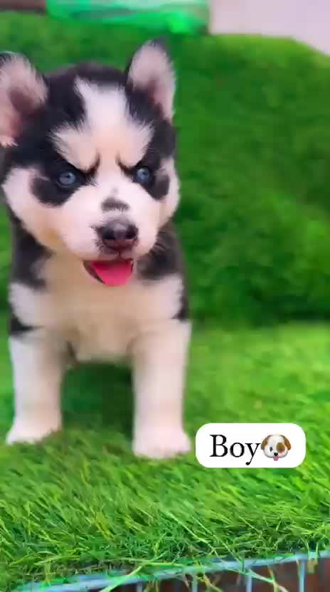 Siberian Husky Puppy | White Color, farm video