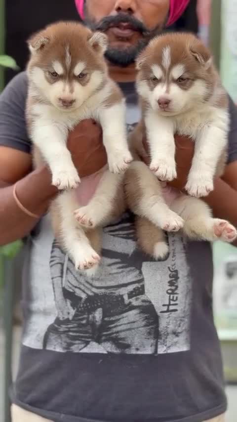 Siberian Husky Puppy | White Color, farm video