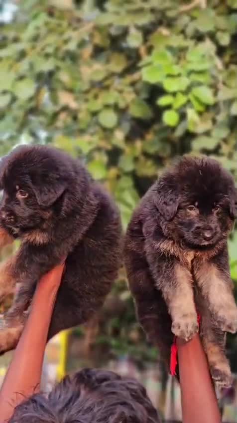 German Shepherd Puppy, farm video