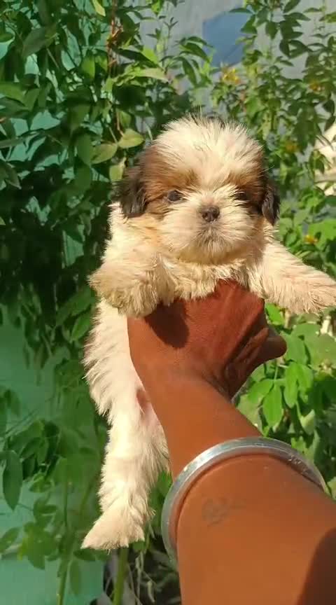 Shih Tzu | Tri Color Puppy, farm video