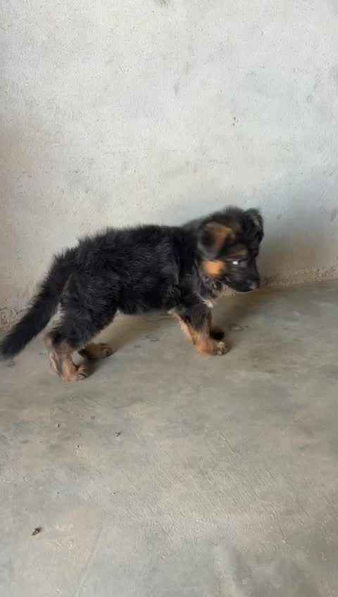 German Shepherd Puppy, farm video