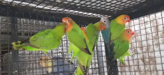 African Love Birds, farm video