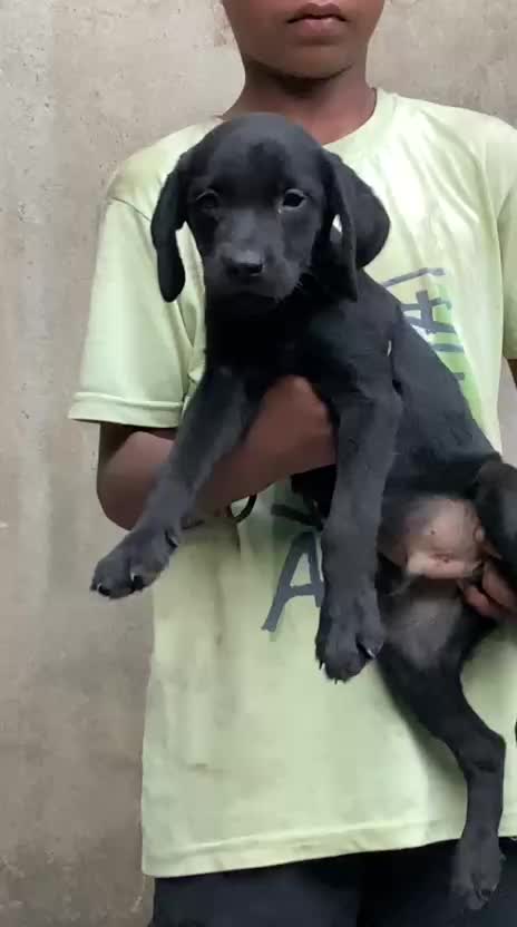 Beagle Black & Tan Puppy, farm video