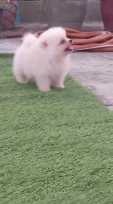Pomeranian Puppy, farm video
