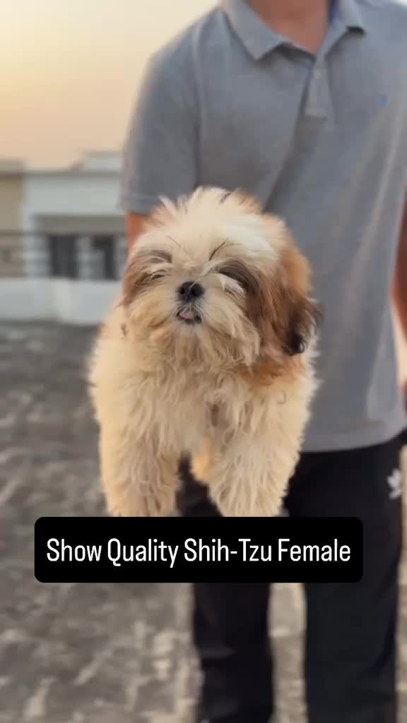 Shih Tzu | Tri Color Puppy, farm video