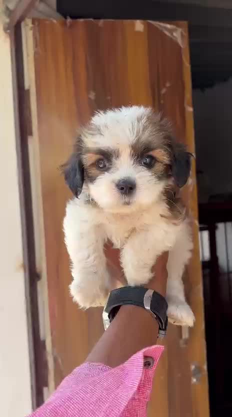 Lhasa Apso Puppies, farm video