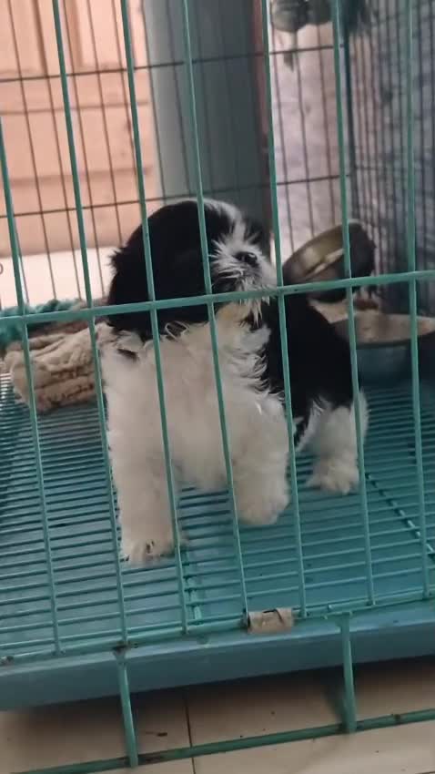 Shih Tzu | Black Color, farm video