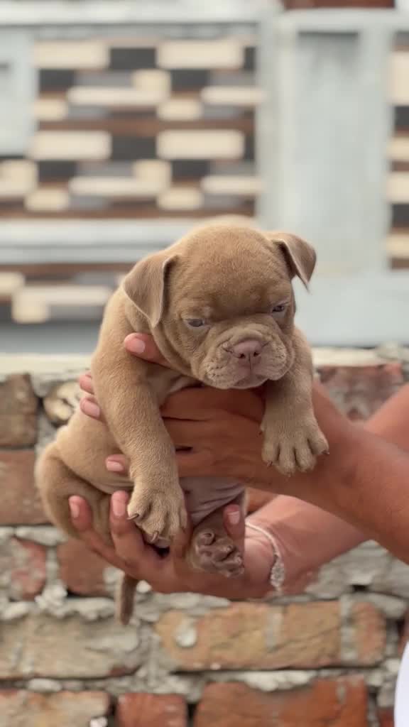 American Bully Pocket Size Puppy, farm video