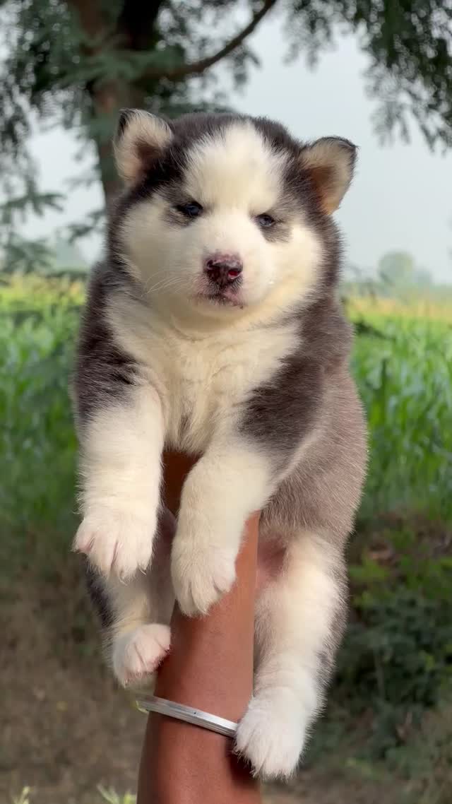 Siberian Husky Puppy | White Color, farm video