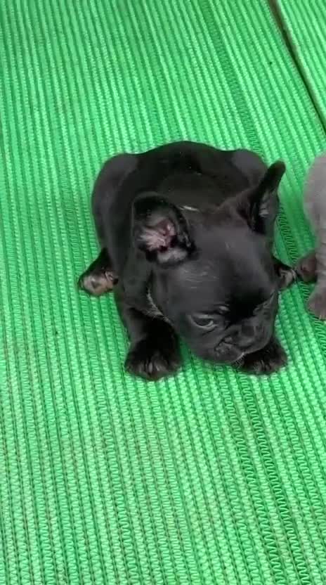 French Bulldog at an affiliated farm in Ambala, Haryana