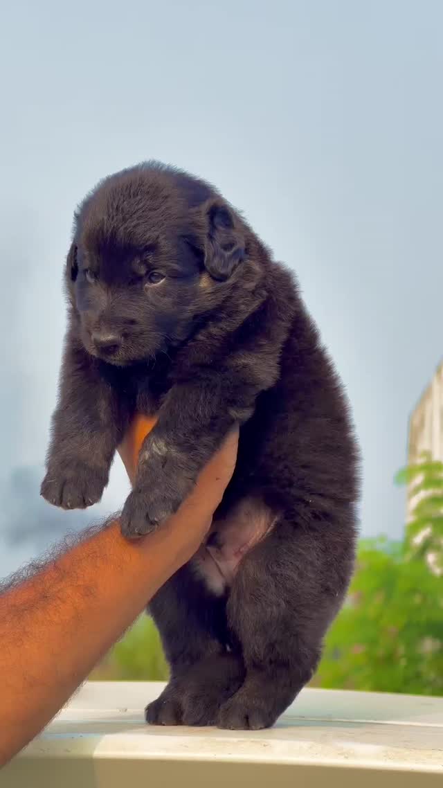 German Shepherd Puppy, farm video