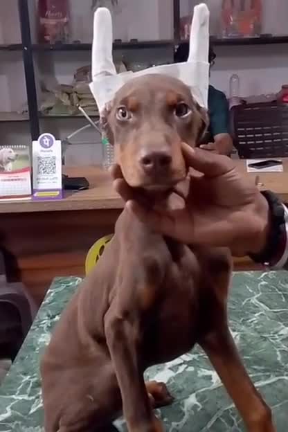 Doberman Pinscher Puppy, farm video