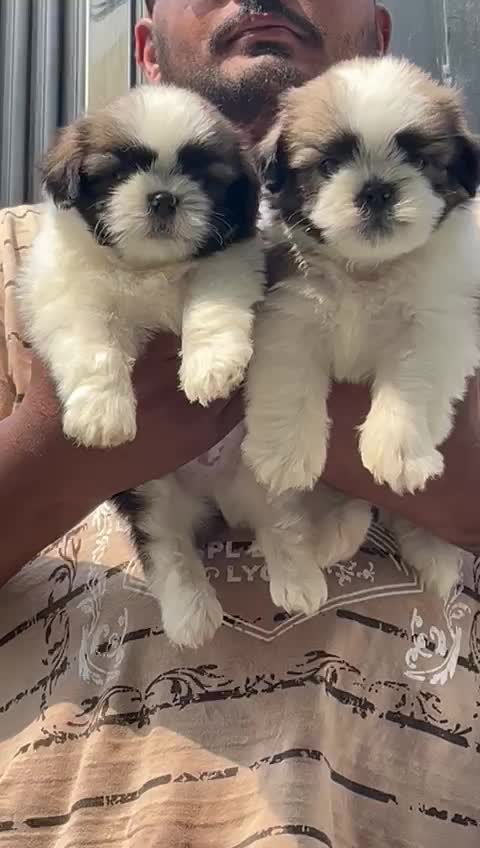 Shih Tzu Puppy Brown & White, farm video